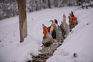 A rooster in the snow near the forest. Close-up with a domestic birds at the farm sitting with his chickens in the garden