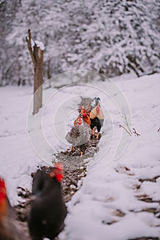 A rooster in the snow near the forest. Close-up with a domestic birds at the farm sitting with his chickens in the garden