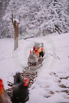 A rooster in the snow near the forest. Close-up with a domestic birds at the farm sitting with his chickens in the garden