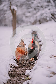 A rooster in the snow near the forest. Close-up with a domestic birds at the farm sitting with his chickens in the garden