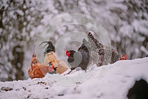 A rooster in the snow near the forest. Close-up with a domestic birds at the farm sitting with his chickens in the garden