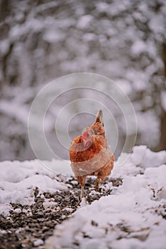 A rooster in the snow near the forest. Close-up with a domestic birds at the farm sitting with his chickens in the garden