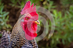 Rooster, Spain.