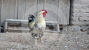 Rooster spreading wings in the chickencoop