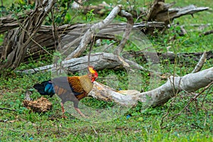 Rooster of Sri Lankan junglefowl or Gallus lafayetii in wild nat