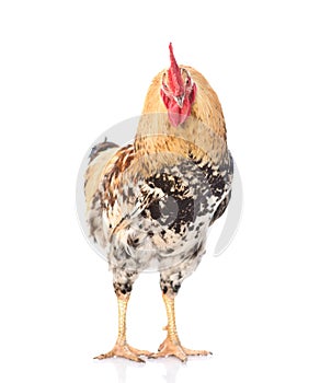 Rooster standing in front view. isolated on white background