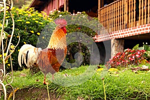 Rooster standing on the grass