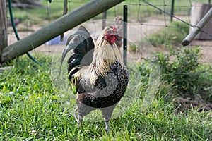 Rooster standing in grass in front of a fence