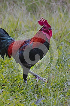Rooster, standing on green grass, a farm, Aceh