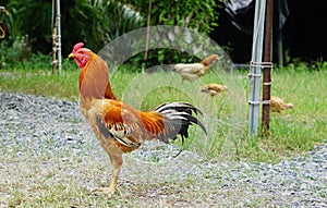 The rooster standing looking females