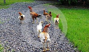 Rooster standing looking his harem