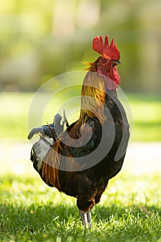 A rooster stands on green grass