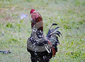 Rooster standing and looking for food, full color, outside the farm, Ateuk Lueng Ie, Aceh