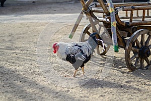 A rooster stands next to an old cart.
