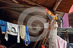 A rooster stands on a wooden baton.