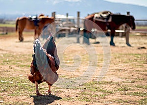 Rooster stays in the field and looking at horses in the farm, country life, village