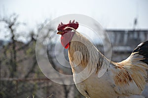 Rooster stroking to something