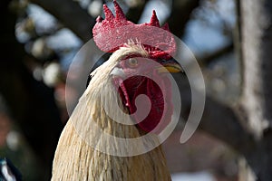 Rooster stroking to something