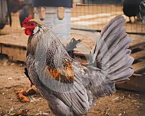 Rooster strutting in the dirt alongside chickens in the yard