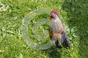 Rooster strutting on a green meadow