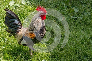 Rooster strutting on a green meadow