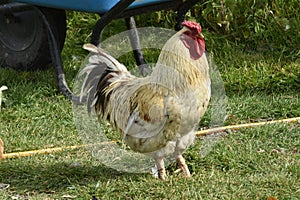 A Rooster Strutting His Stuff Guarding and His Hens