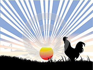 Rooster , sun and black grass photo