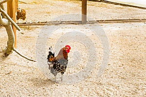- Rooster, symbol of New 2017