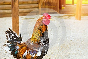 - Rooster, symbol of New 2017