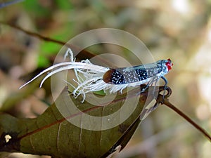 Rooster-tail Cicada fulgorid planthopper Extremely Rare