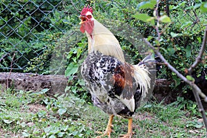 Rooster to sing