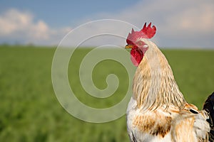 Rooster on traditional rural farm yard