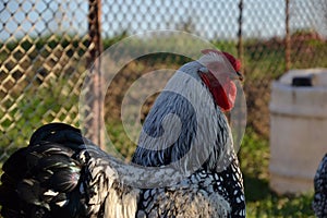 Rooster on traditional rural farm yard