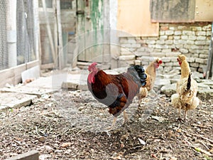 Rooster and two hens in the farmyard. birds walk freely in the chicken coop.