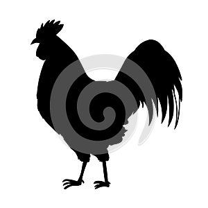 Rooster vector illustration silhouette.Rooster bird photo