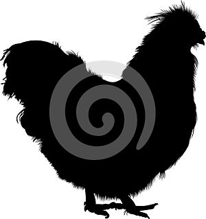 Rooster . Vector image of an on white background