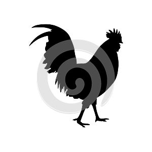 Rooster vector silhouette