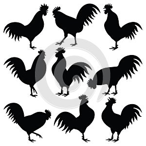 Rooster vector silhouette illustration