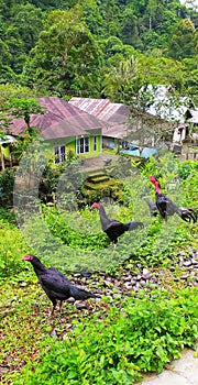 Rooster in the village