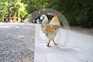 A rooster walking on an approch in a shinto shrine