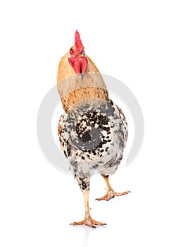 Rooster walking front view. isolated on white background