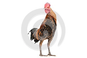 Rooster walking isolated on white, studio shot,chicken