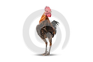 Rooster walking isolated on white, studio shot,chicken