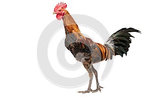 Rooster walking isolated on white, studio shot,chicken