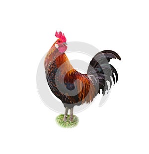 Rooster on white background