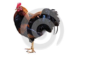 Rooster on White Background