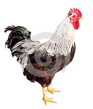 Rooster on white background