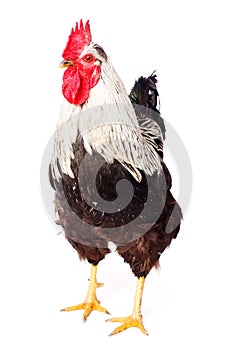 Rooster on white background