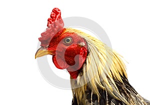 Rooster on white background. Black, fowl.