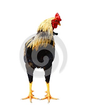 Rooster on white background. Black, fowl.